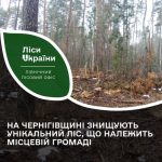 На Чернігівщині знищують унікальний ліс, що належить місцевій громаді