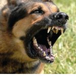 В одному з сіл  Прилуцького району у собаки виявили сказ
